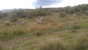This is no game preserve! This herd of zebras greeted Joan as she and her host travelled the countryside between workshops.
